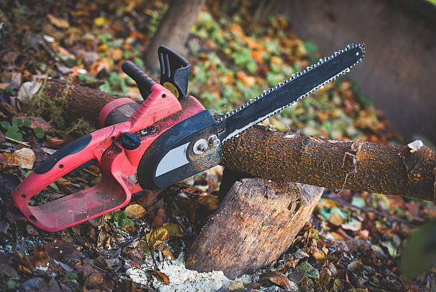 How Our Tree Care Process Works  in  Peabody, KS